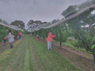 Cherry picking at CherryHills Orchard (Coldstream Orchard)