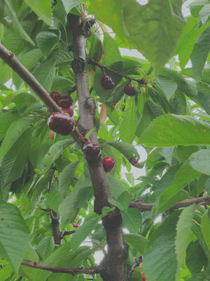 Cherry picking at CherryHills Orchard (Coldstream Orchard)