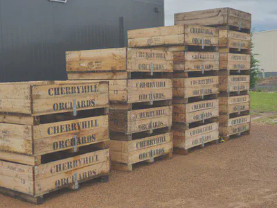 Cherry picking at CherryHills Orchard (Coldstream Orchard)