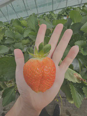 Huge strawberry I gorged on.